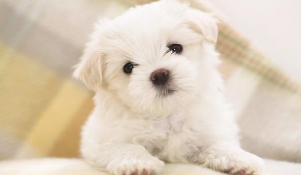 Czy twój pies cię kocha