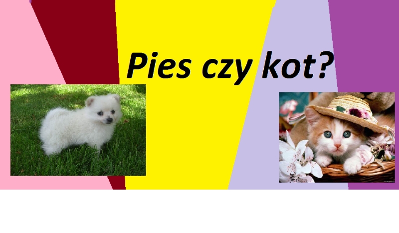 Pies czy kot???