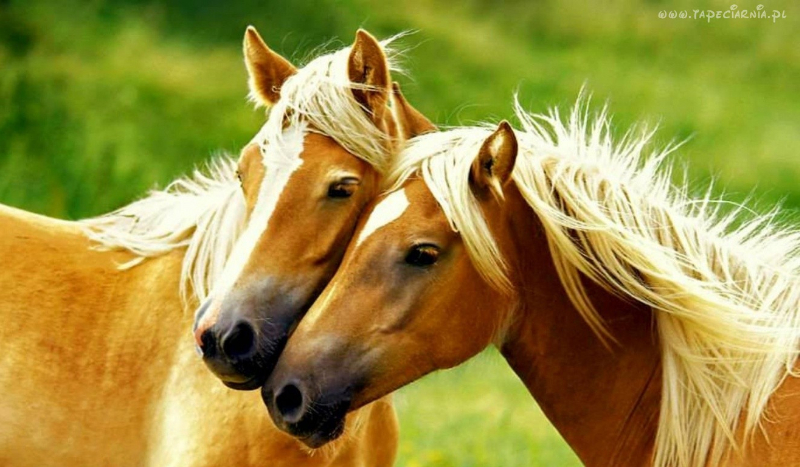 Jak dobrze znasz rasy koni?