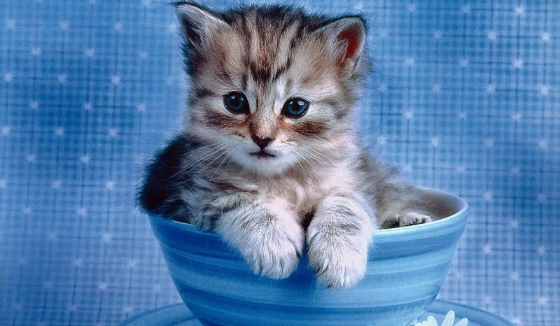 w ilu procentach jesteś kotem?