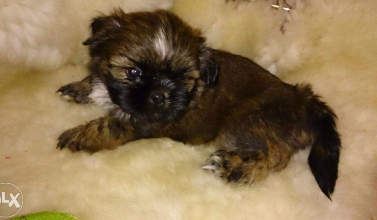 jaka rasa psów najbardziej do Ciebie pasuje?