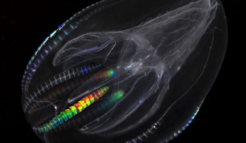 Czy rozpoznasz tych mieszkańców głębin?