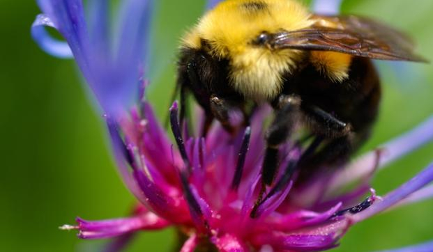 W jakie zwierze zamienisz się o północy?