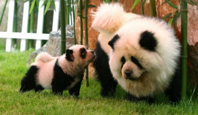 Jakim psem mógłbyś zostać