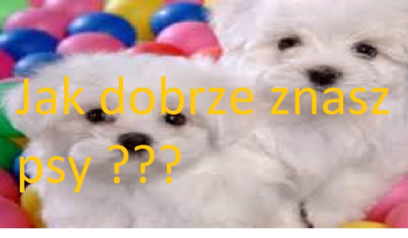 Jak dobrze znasz psy ???