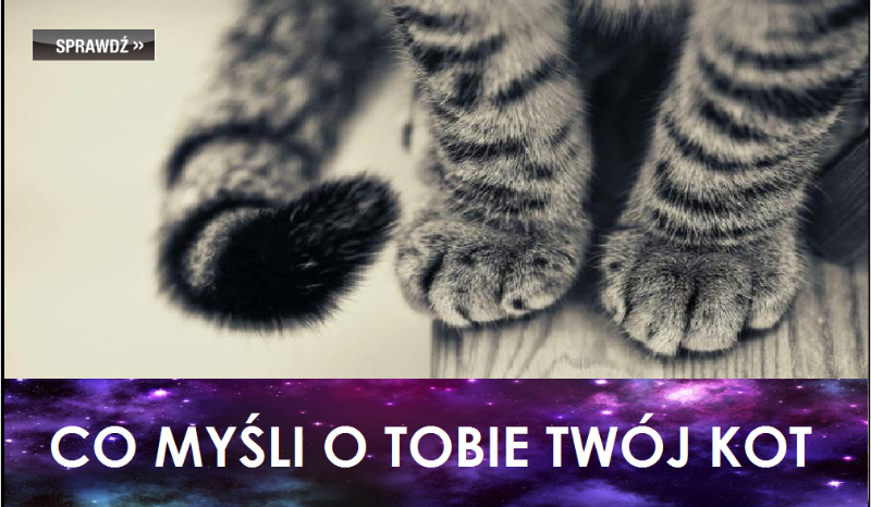 Co myśli o tobie Twój KOT?