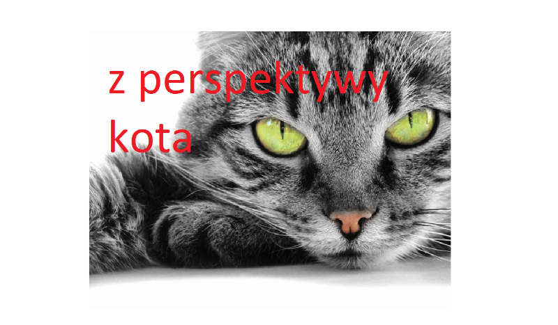 Z perspektywy kota #1