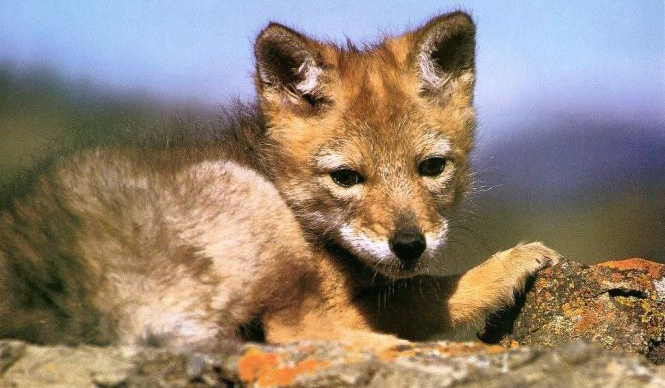 Jakim Zwierzęciem Jesteś w ukryciu?