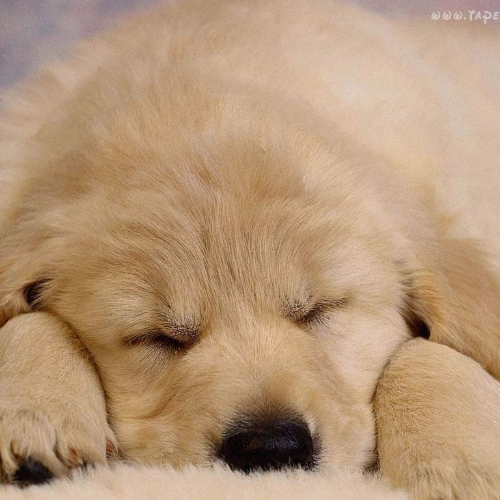 olaa_spiewkaa_olciaa