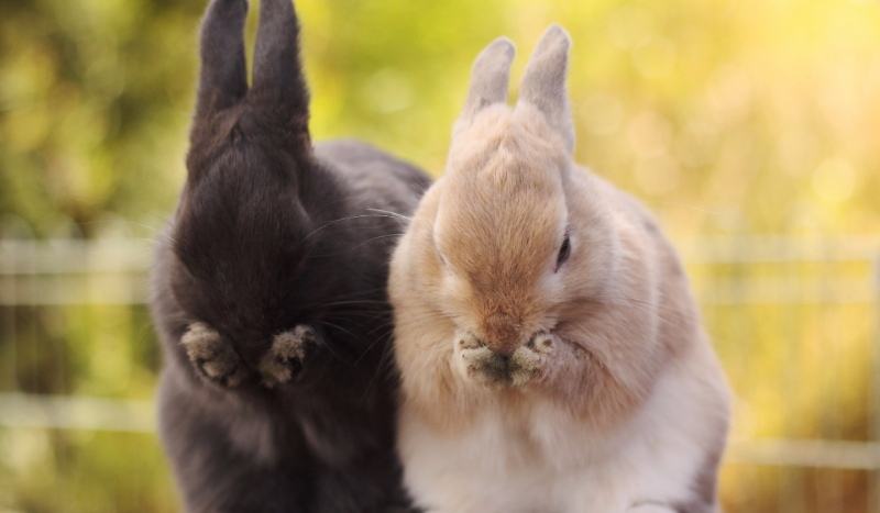 Jak dobrze znasz króliki miniaturki?