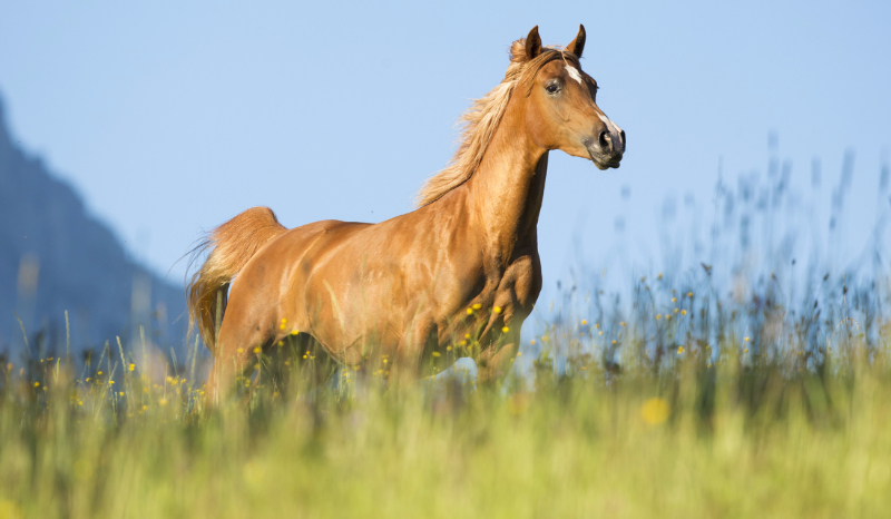 Trudniejsze rasy koni