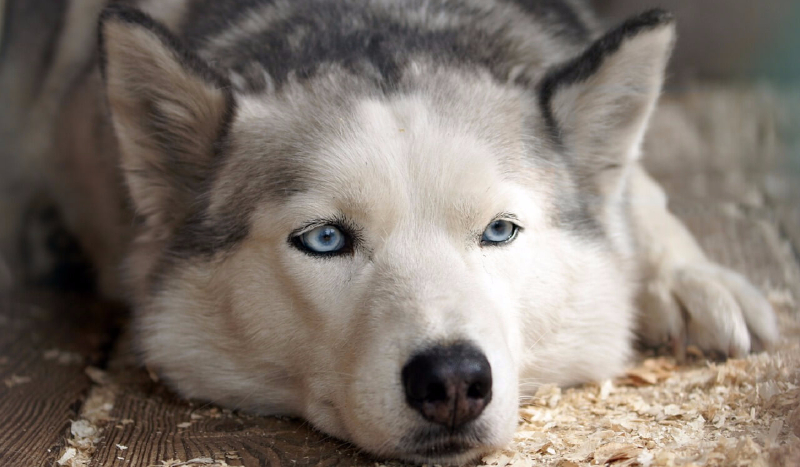 Jaką jesteś rasą psa?