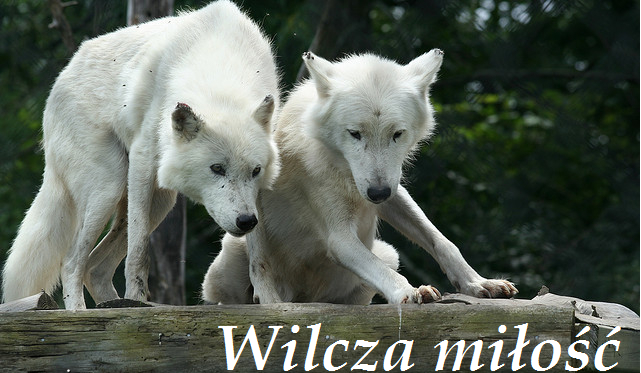 Wilcza miłość #2