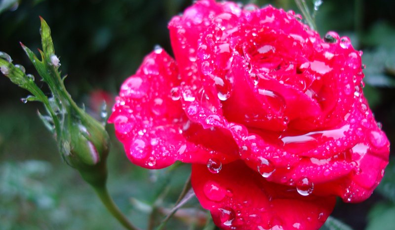 Wielka miłość, jeden ból…#5