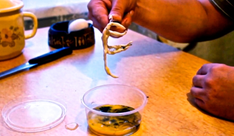 Czy jesteś homunculusem?