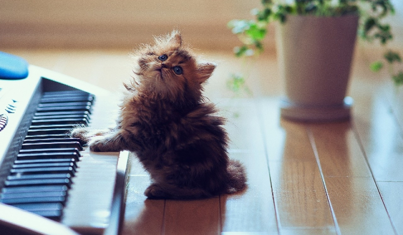 czy twój kot stanie się kiedyś sławny?