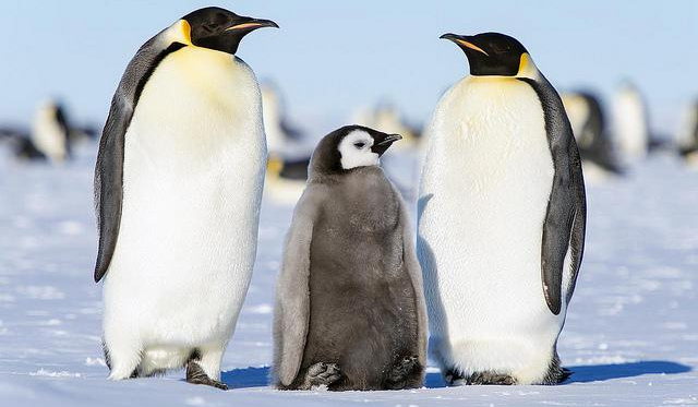 Czy rozpoznasz gatunki pingwinów?
