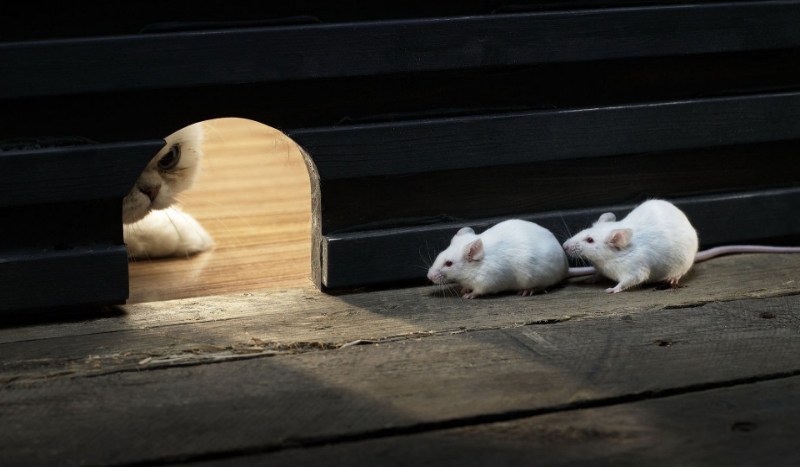 boisz sie stetewkuf?