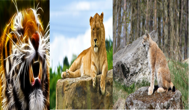 jakim dzikim kotem jesteś ty?