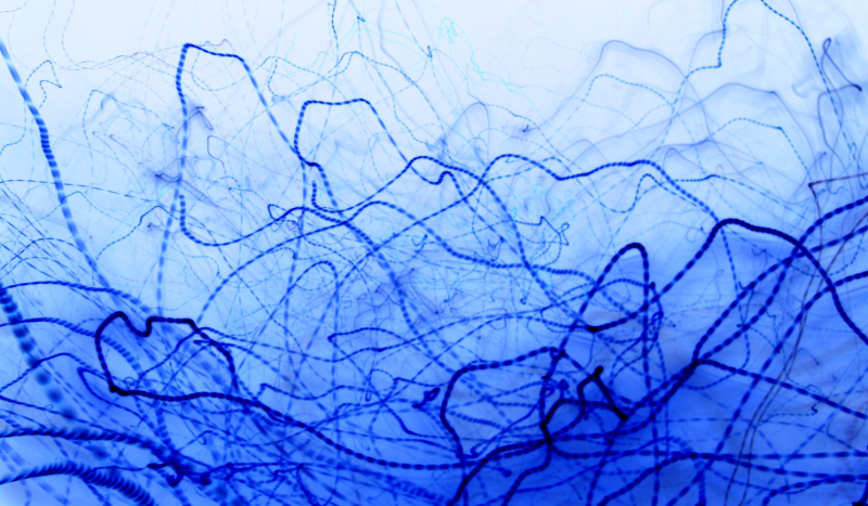 Test znajomości Dyni