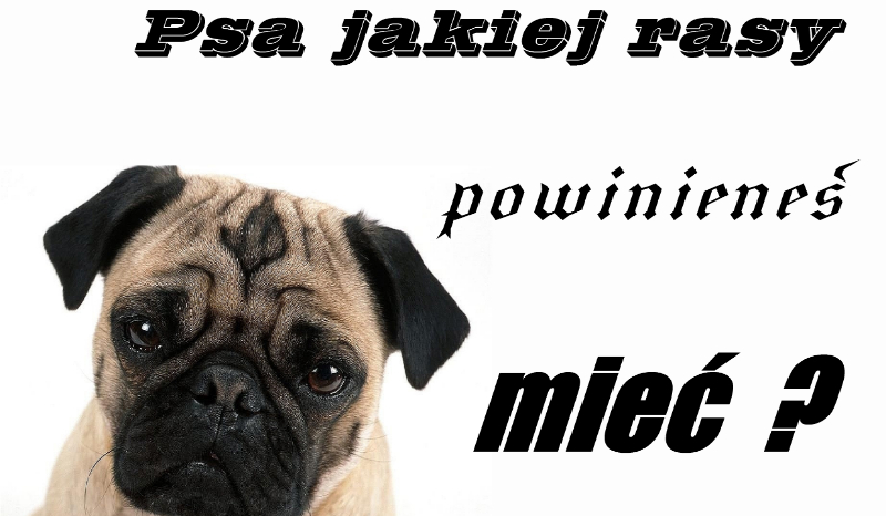Psa jakiej rasy powinieneś mieć?