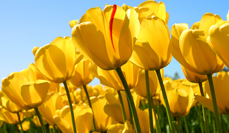 Jaką przyjaciółką jesteś ?