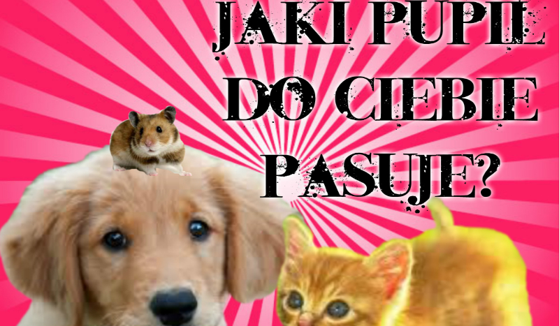 Jaki pupil do Ciebie pasuje?