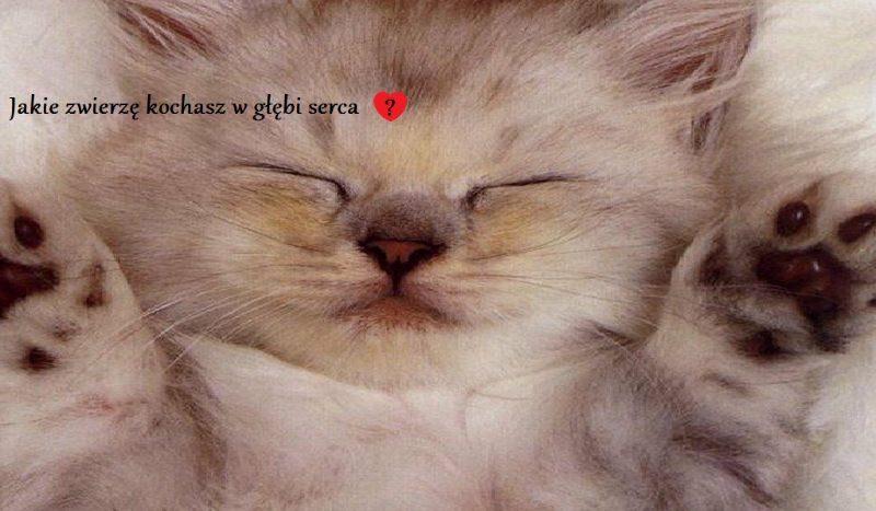 Jakie zwierzę kochasz w głębi serca?