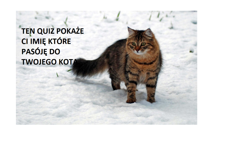 Jak powinien mieć na imię twój kot?