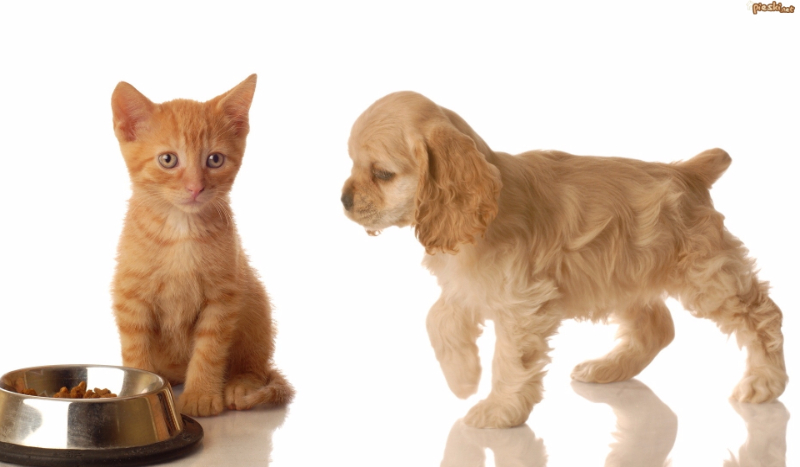 czy jesteś psem czy kotem