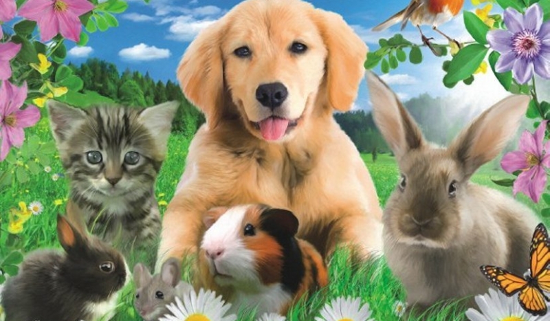 jekie zwierzę do ciebie pasuje?