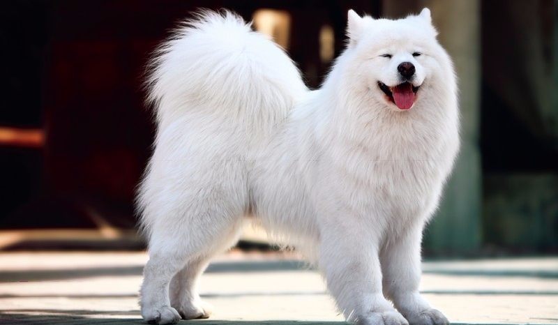 Jaki kolor psa HUSKY lubisz ?