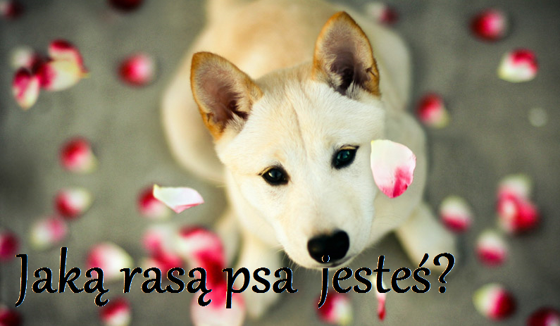Jaką rasą psa jesteś?