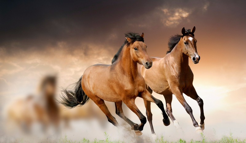 jaki koń do ciebie pasuje