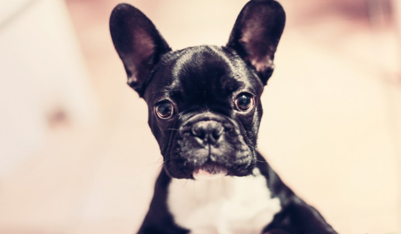 Czy wiesz jaka to rasa?