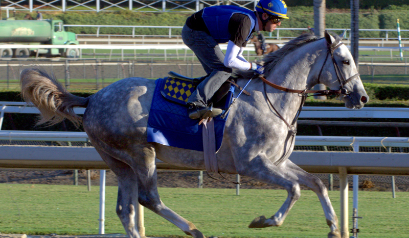 Konie Wyścigowe- Prawda/Fałsz 100 pytań!
