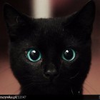 Black_Cat947