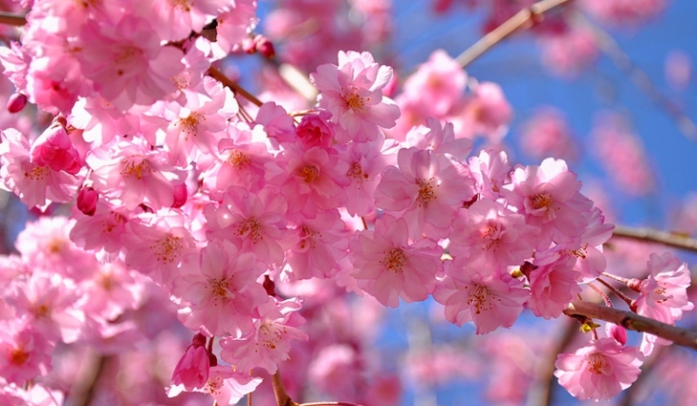 jakie zwierze wolisz?