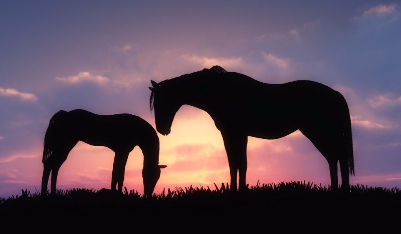 W ilu % kochasz konie?