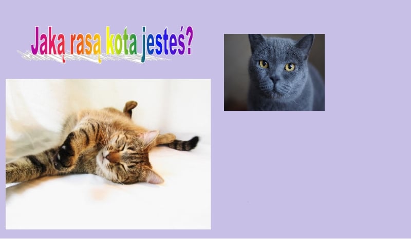 Jaką rasą kota jesteś?