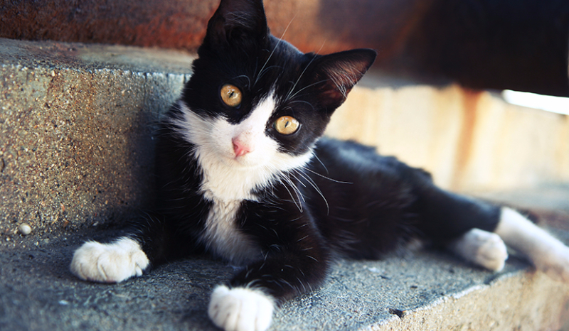 Jesteś czarnym czy białym kotem?