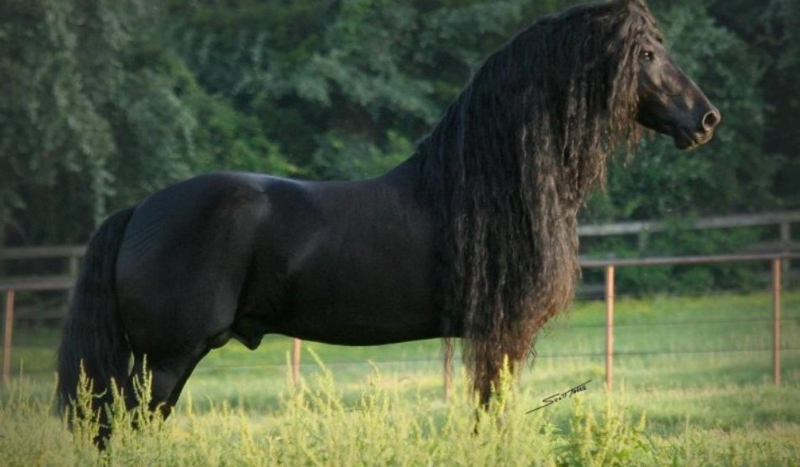 Czy rospoznasz rasy koni??