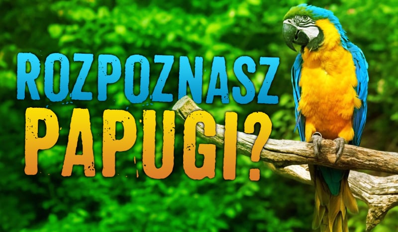 Rozpoznasz gatunki papug?