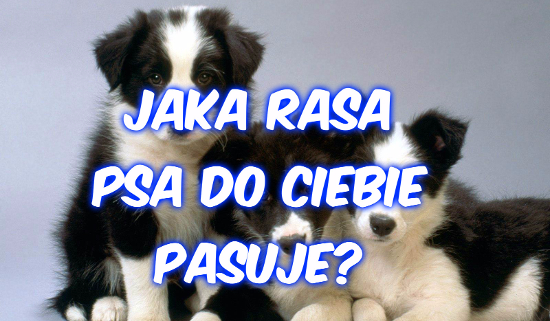 Jaka rasa psa do Ciebie pasuje
