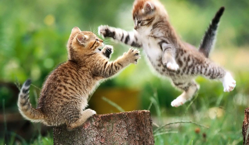 Kociarz czy psiarz ?