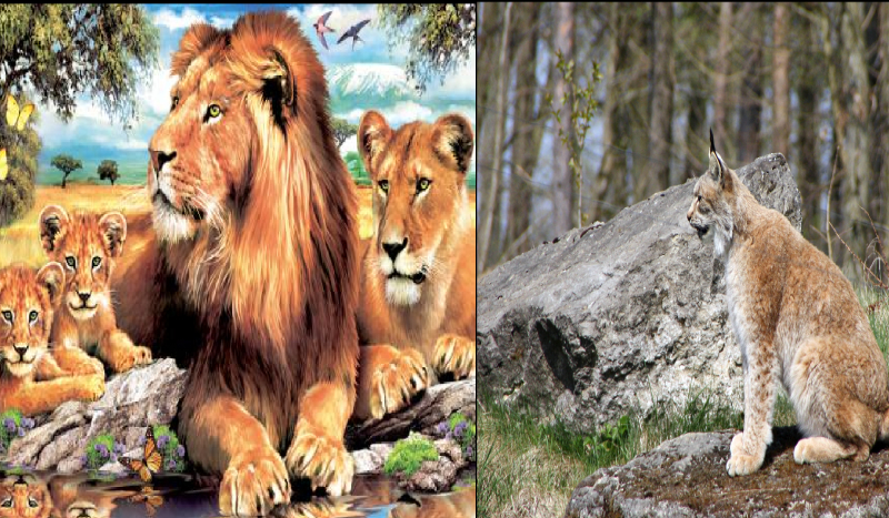 jakim dzikim koem jesteś?