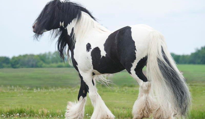 jakim koniem jesteś