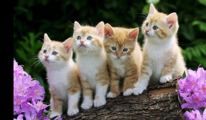 Czy rozpoznasz rasy kotów?