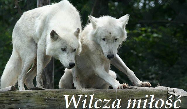 Wilcza miłość #8
