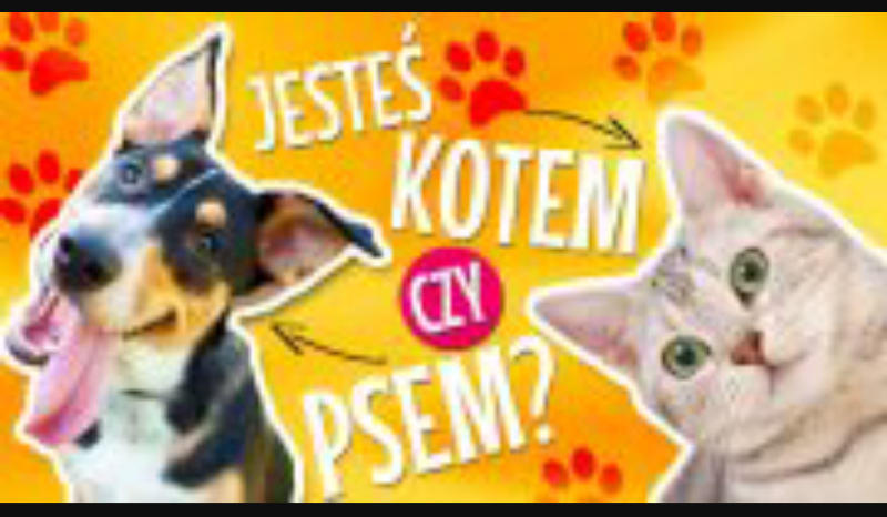 Jesteś kotem czy psem?